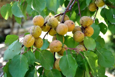 Правильная осенняя посадка абрикосовых косточек повышает всхожесть — Валерия Соколова