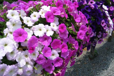 Январский посев петунии сокращает срок до появления бутонов — садоводы