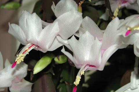 Рождественский кактус не любит переувлажнения — Costa Farms