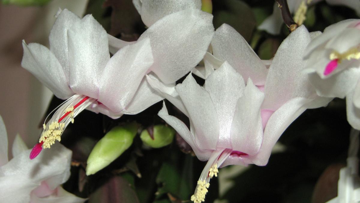 Шлюмбергера