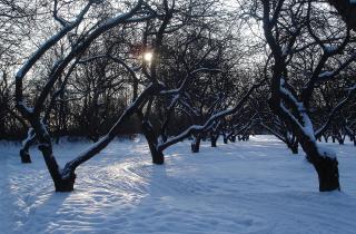 Зима — не пауза, а идеальное время для планирования будущего сада
