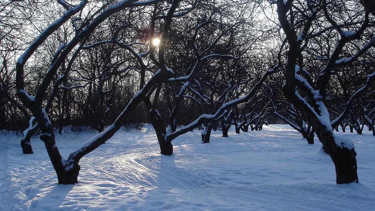 Яблоневый сад зимой
