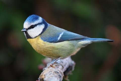 Голубая синица помогает бороться с вредителями в саду