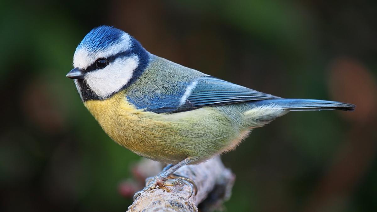 голубая синица