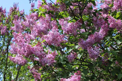 Корневая система сирени отбирает влагу у ягодников и овощей — садоводы