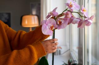 Орхидея нуждается в дополнительном свете зимой