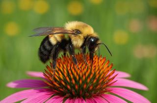 Шмели патрулируют гнездо 4 минуты после угрозы — PLOS One