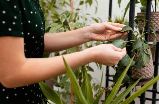 Перепад температур ослабляет новые комнатные растения зимой — цветоводы