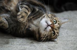 Мурлыканье кошек оказалось более индивидуальным чем мяуканье — Scientific Reports