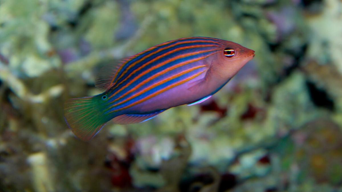 Рыба-пижама