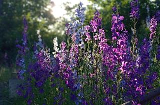 Дельфиниум и лаванду сеют зимой после стратификации — садоводы