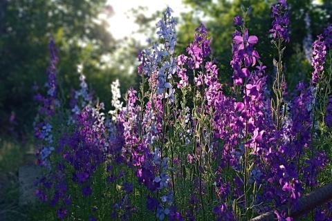 Дельфиниум и лаванду сеют зимой после стратификации — садоводы