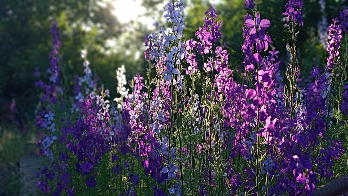 Дельфиниум