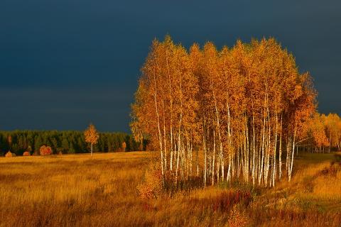 Мульча снижает испарение влаги на 25–50 % и защищает корни от промерзания в климате Челябинской области