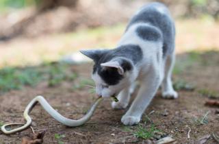 Учёные: кошки сохраняют охотничьи инстинкты и способны побеждать змей