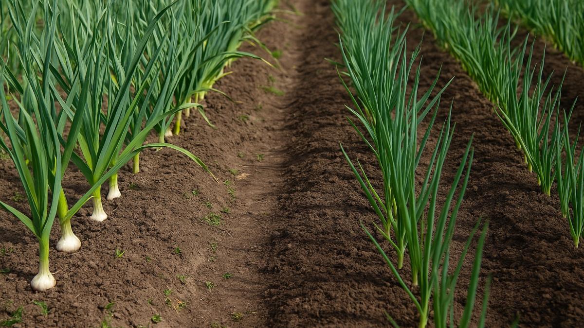 Грядка с луком и чесноком