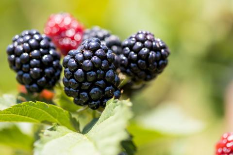Осенняя обрезка ежевики улучшает вентиляцию куста и предотвращает развитие грибковых заболеваний