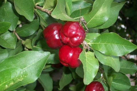 Ацеролу можно выращивать в грунте или в горшке — дерево достигает всего 2–4 метров в высоту Ацеролу можно выращивать в грунте или в горшке — дерево достигает всего 2–4 метров в высоту