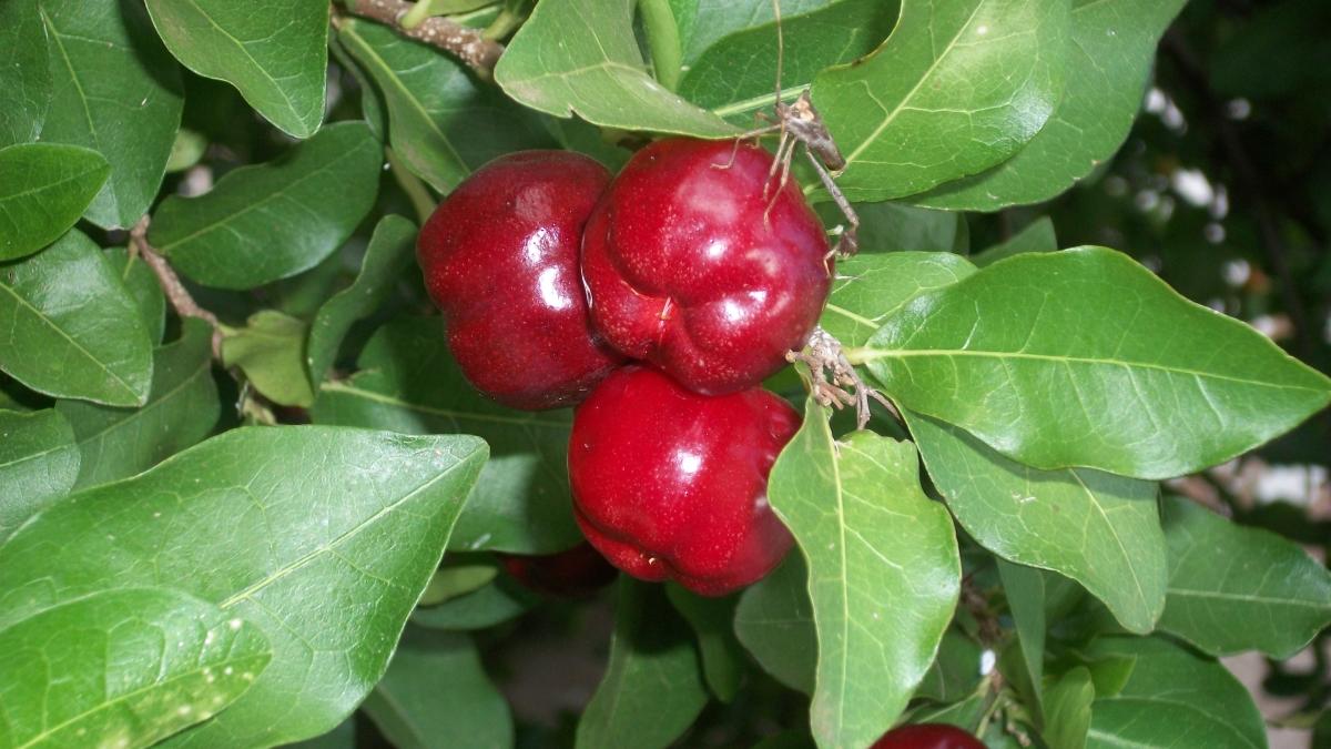 Ацерола Ацерола