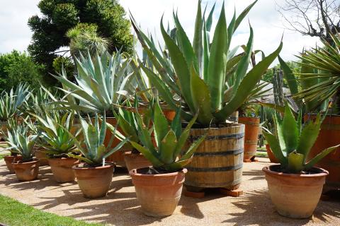 Почва защищает уличные кашпо от промерзания — садоводы используют метод закапывания Почва защищает уличные кашпо от промерзания — садоводы используют метод закапывания