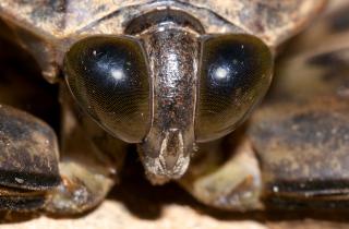 На таможне в Москве обнаружили 200 гигантских жуков в посылках из Перу