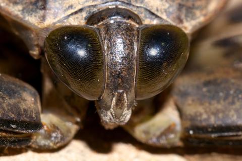 На таможне в Москве обнаружили 200 гигантских жуков в посылках из Перу