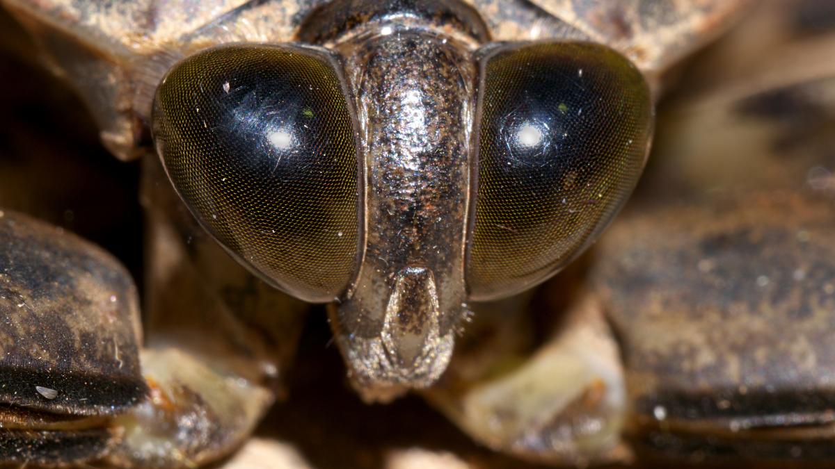Белостома (гигантский водяной жук)