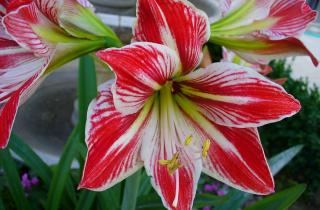 Амариллис способен цвести до трёх раз в год при правильном уходе