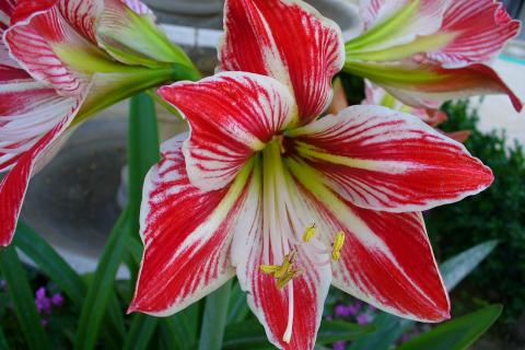 Амариллис способен цвести до трёх раз в год при правильном уходе Амариллис способен цвести до трёх раз в год при правильном уходе