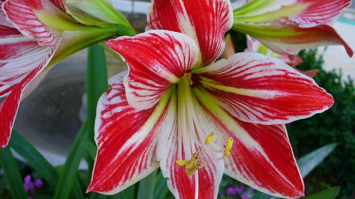 Амариллис Амариллис