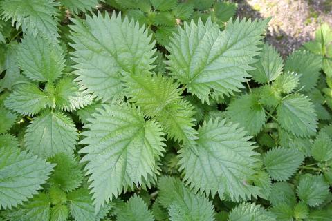 Беру ведро крапивы и немного варенья — через пару дней растения оживают на глазах