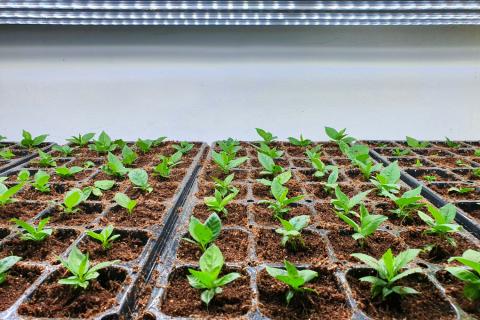 Правильно подготовленный грунт повышает устойчивость рассады к болезням — агрономы