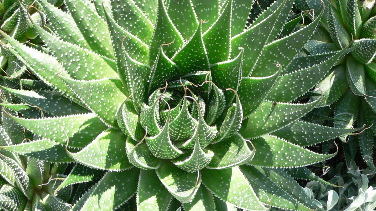 Алоэ - Aloe aristata