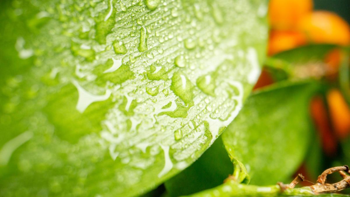 Мокрые листья Мокрые листья