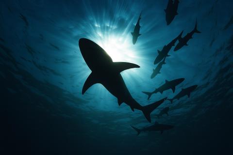 Ламнообразные акулы достигли гигантских размеров 115 млн лет назад — Бацци