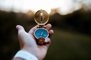 Компасы могли сойти с ума: древнее дерево сохранило следы разворота магнитных полюсов Земли