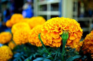 Бросила семена бархатцев в холодную землю — теперь вредители обходят грядки стороной