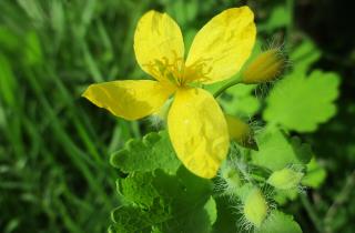 Отвар из чистотела помогает бороться с колорадским жуком на огороде — агроном Марина Кравченко