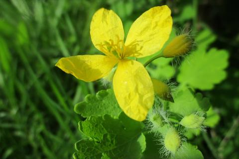 Отвар из чистотела помогает бороться с колорадским жуком на огороде — агроном Марина Кравченко