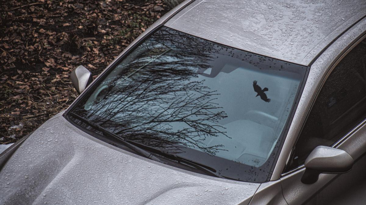 Машина стоит в лесу