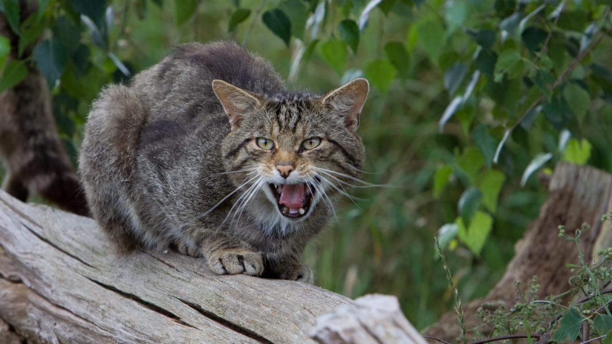Scottish Wildcat 2007-07-16 Scottish Wildcat 2007-07-16