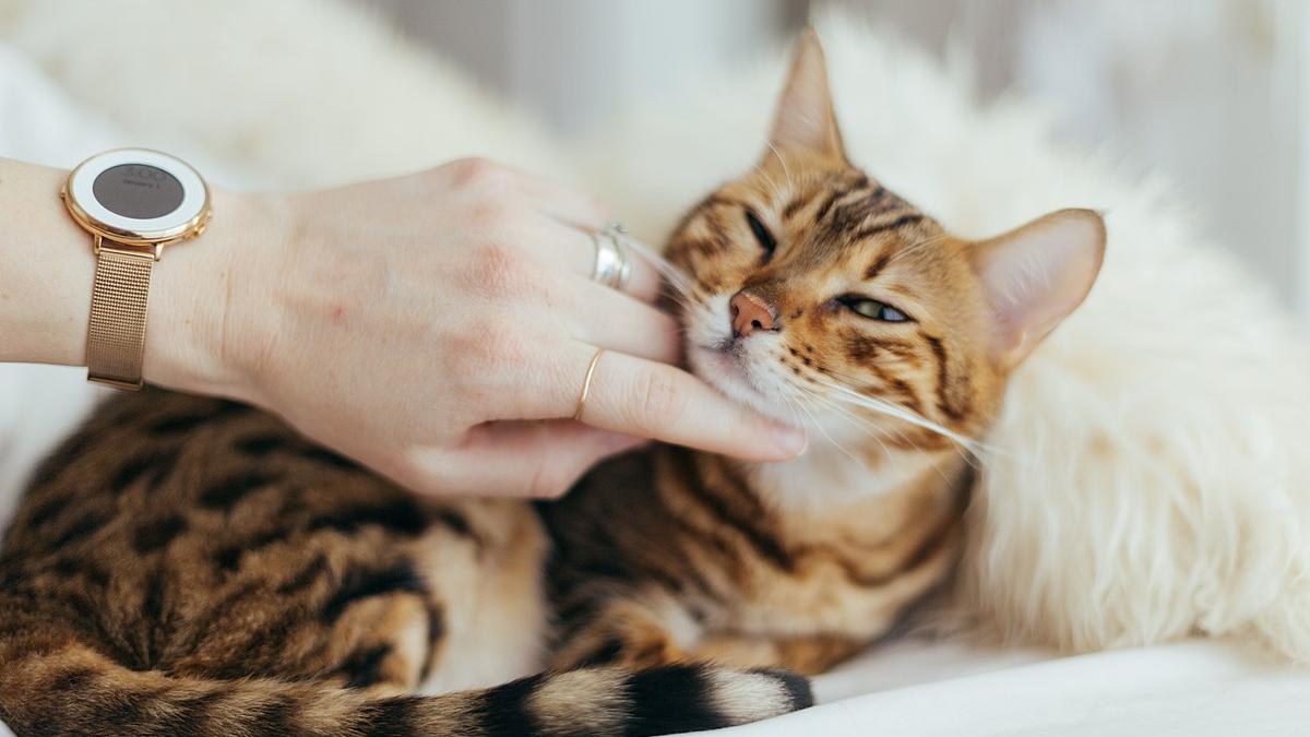Кот Кот