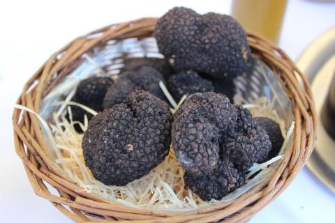 Выращивание трюфелей требует инокулированных саженцев деревьев и занимает от 4 до 8 лет Выращивание трюфелей требует инокулированных саженцев деревьев и занимает от 4 до 8 лет