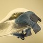 Nature: гормон CCN3 кормящих женщин удвоил костную массу мышей Nature: гормон CCN3 кормящих женщин удвоил костную массу мышей
