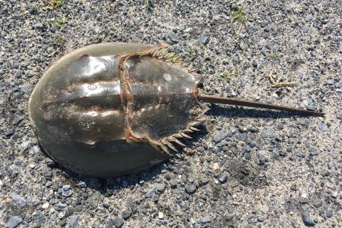 Окаменелость древнего мозга Mollisonia symmetrica подтверждает морскую эволюцию паукообразных