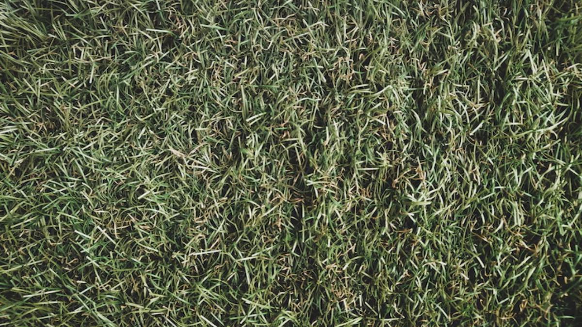 скошенная трава скошенная трава