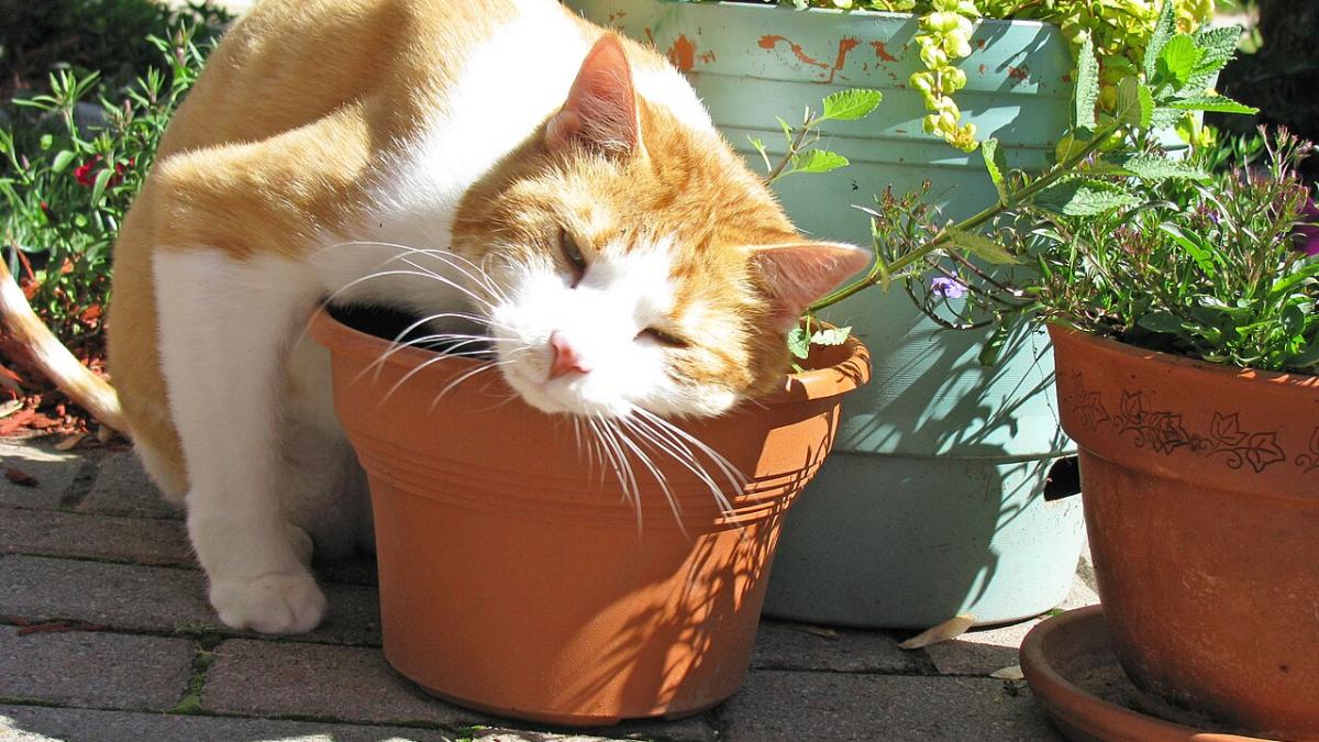 Кошачья мята Кошачья мята