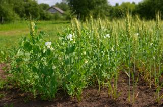 Микроэлементы помогают гороху развиваться и улучшать урожай — агроном