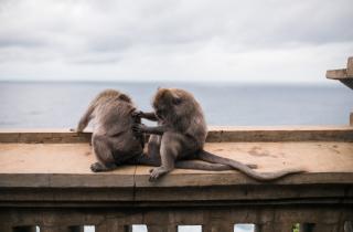 Животные используют уход для укрепления связей — Fanpage