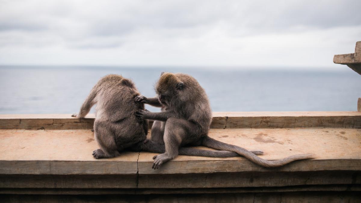Макаки сидят на перилах